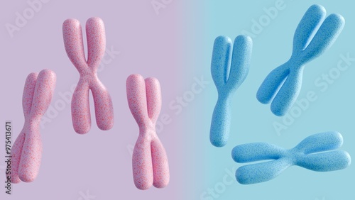 Cuadro en lienzo The concept of biological sex determination in humans