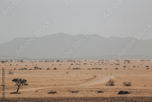 welwitschia plains