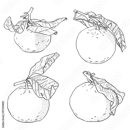 Vector oranges hand drawn sketch.