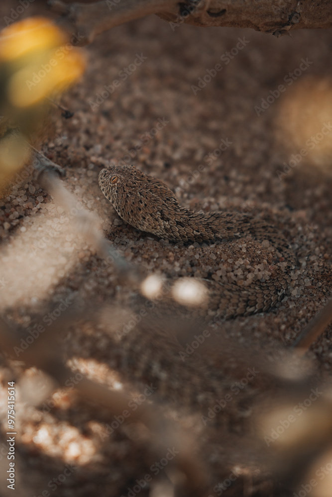 Obraz premium close up of a snake