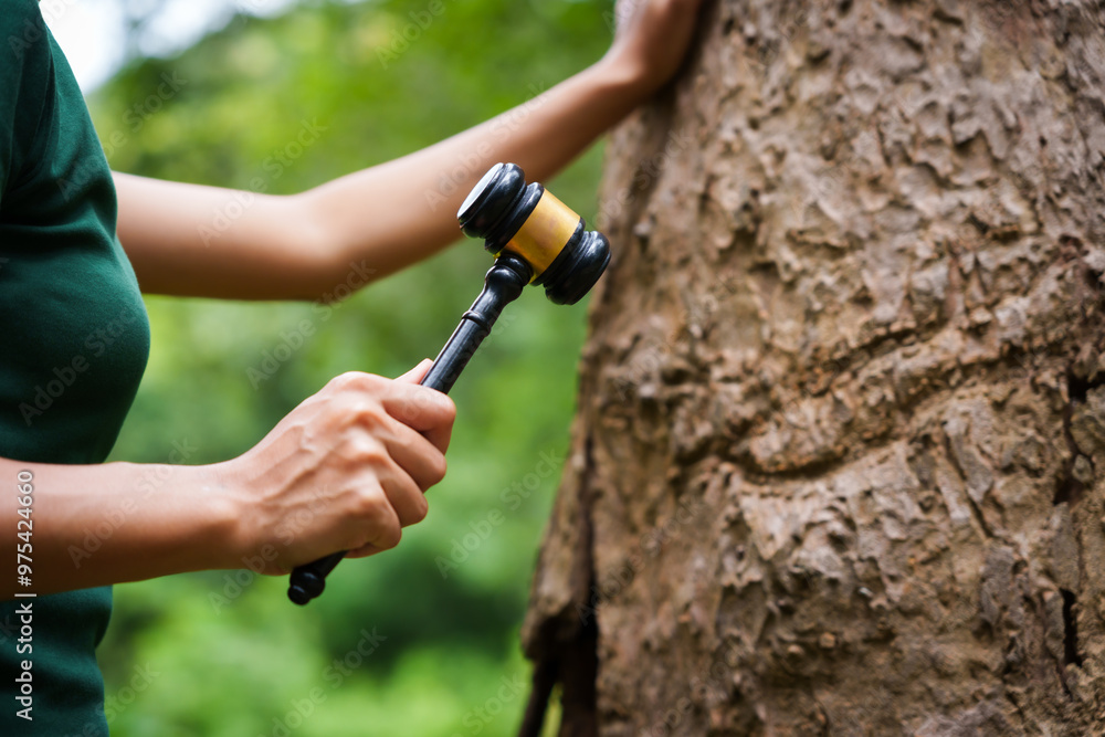 Naklejka premium Forest conservationist stands outdoors, holding gavel against tree, law and environmental protection. legal responsibility for sustainable policies and justice in preserving our planet forests.