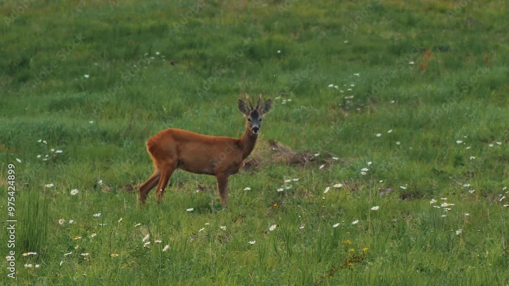 A solitary deer stands in a vast green meadow dotted with white wildflowers. Surrounded by nature, the scene exudes tranquility and peace in a rural setting. A solitary deer stands in a vast green meadow dotted with white wildflowers. Surrounded by nature, the scene exudes tranquility and peace in a rural setting.