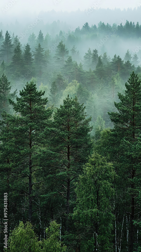 Obraz premium Misty morning in Swedish pine forest, showcasing lush greenery and serene fog enveloping trees. tranquil atmosphere evokes sense of peace and connection with nature