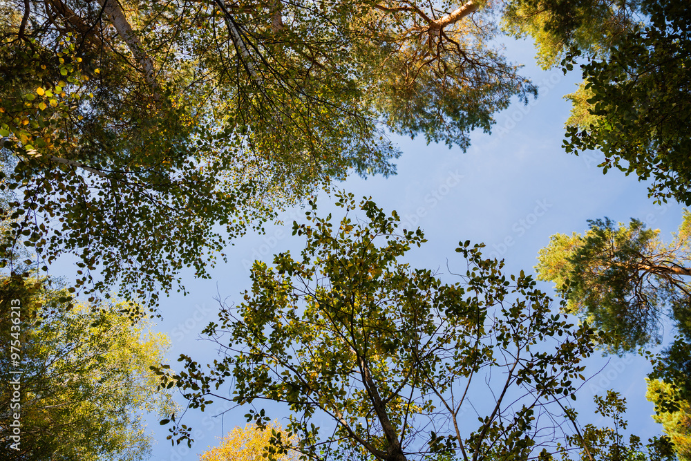 Obraz premium crowns of birch and pine trees, branches with green leaves on blue sky view from below