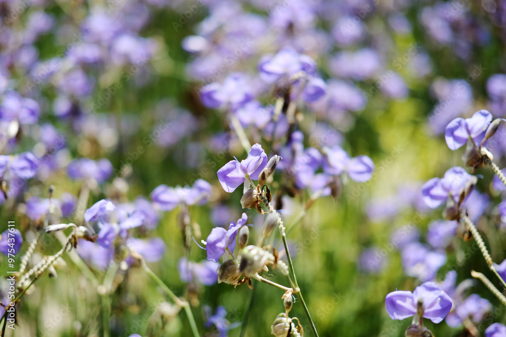 Blooming purple Murdannia Giganteum flower in meadow field with natural sunlight of garden. Copy Space Blooming purple Murdannia Giganteum flower in meadow field with natural sunlight of garden. Copy Space