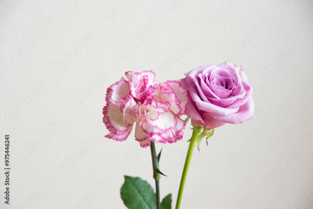 薔薇とカーネーション 薔薇とカーネーション