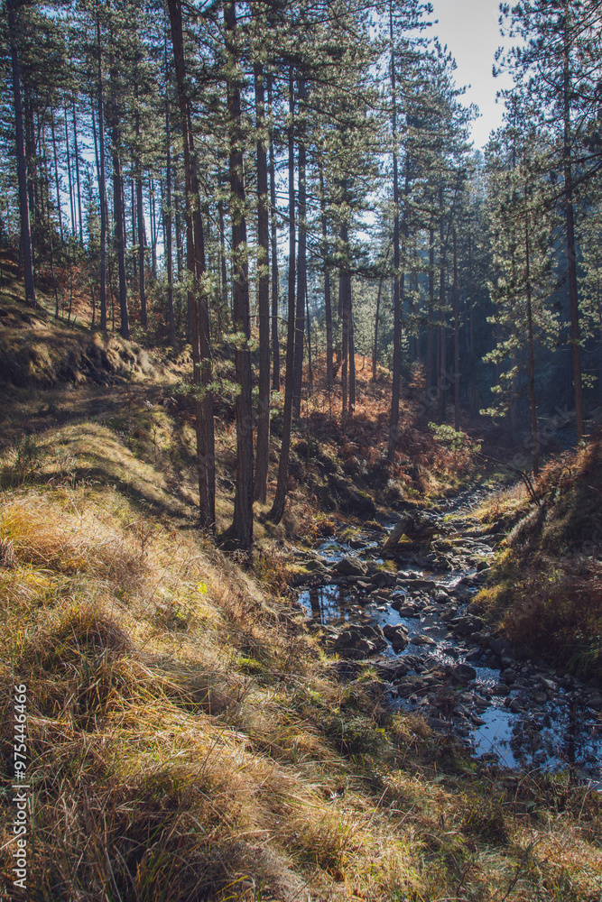 Vertical shot of a path through forest with trees and a stream in mountains during autumn
Vertical shot of a path through forest with trees and a stream in mountains during autumn