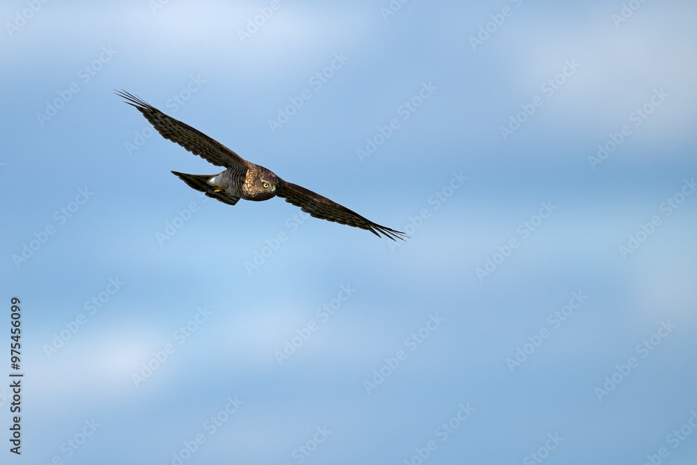 Sperber - Weibchen // Eurasian sparrowhawk - female (Accipiter nisus)