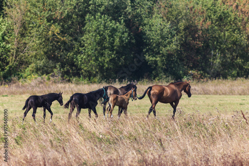 Akhal-Teke Horses Grazing in a Scenic Field