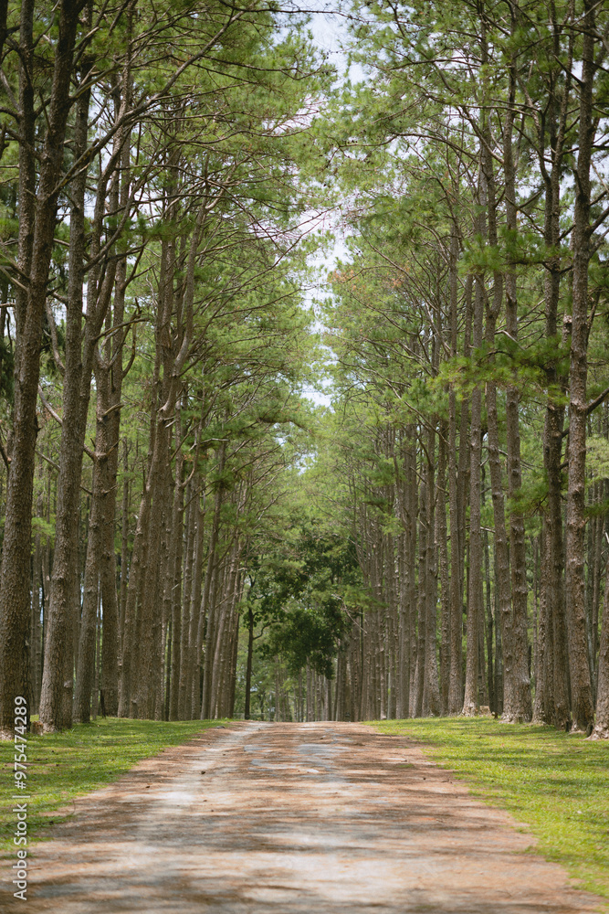 Obraz premium path in the woods
