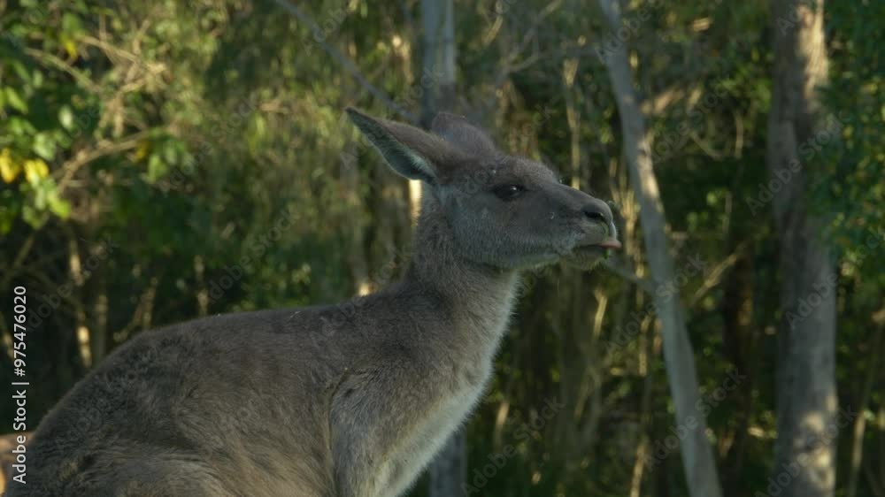 Side Portrait Of Eastern Grey Kangaroo Ruminating In Forest In Gold Coast, Australia. closeup shot Side Portrait Of Eastern Grey Kangaroo Ruminating In Forest In Gold Coast, Australia. closeup shot