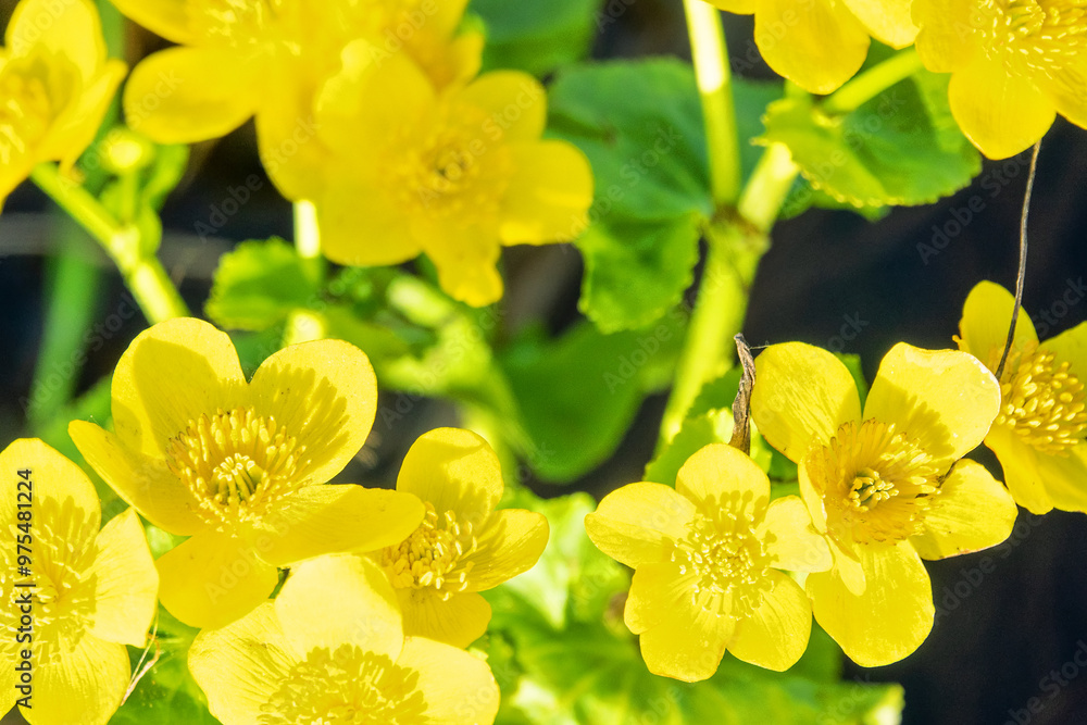 Obraz premium Plants of swamps. The marsh marigold (Caltha palustris) blooms in the water on the haughland. Ladoga lake
