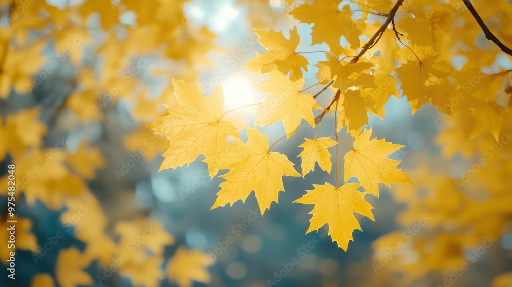 Yellow autumn maple leaves. Sunny autumn day. Fall in nature. Natural autumn fall background Yellow autumn maple leaves. Sunny autumn day. Fall in nature. Natural autumn fall background