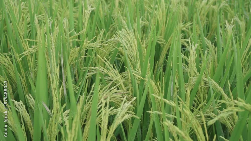 Beautiful rice flowers in the countryside 4K Beautiful rice flowers in the countryside 4K