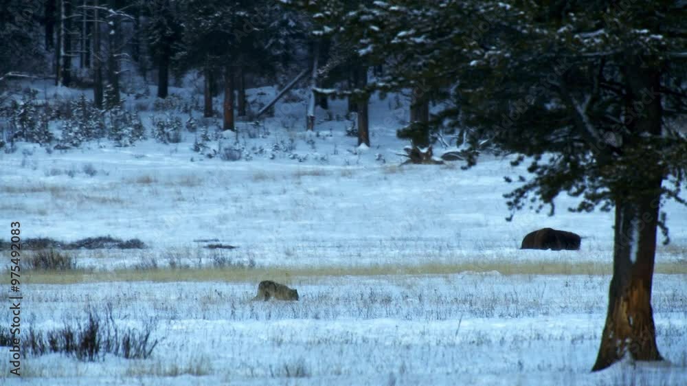 custom made wallpaper toronto digitalWolves in Yellowstone National Park