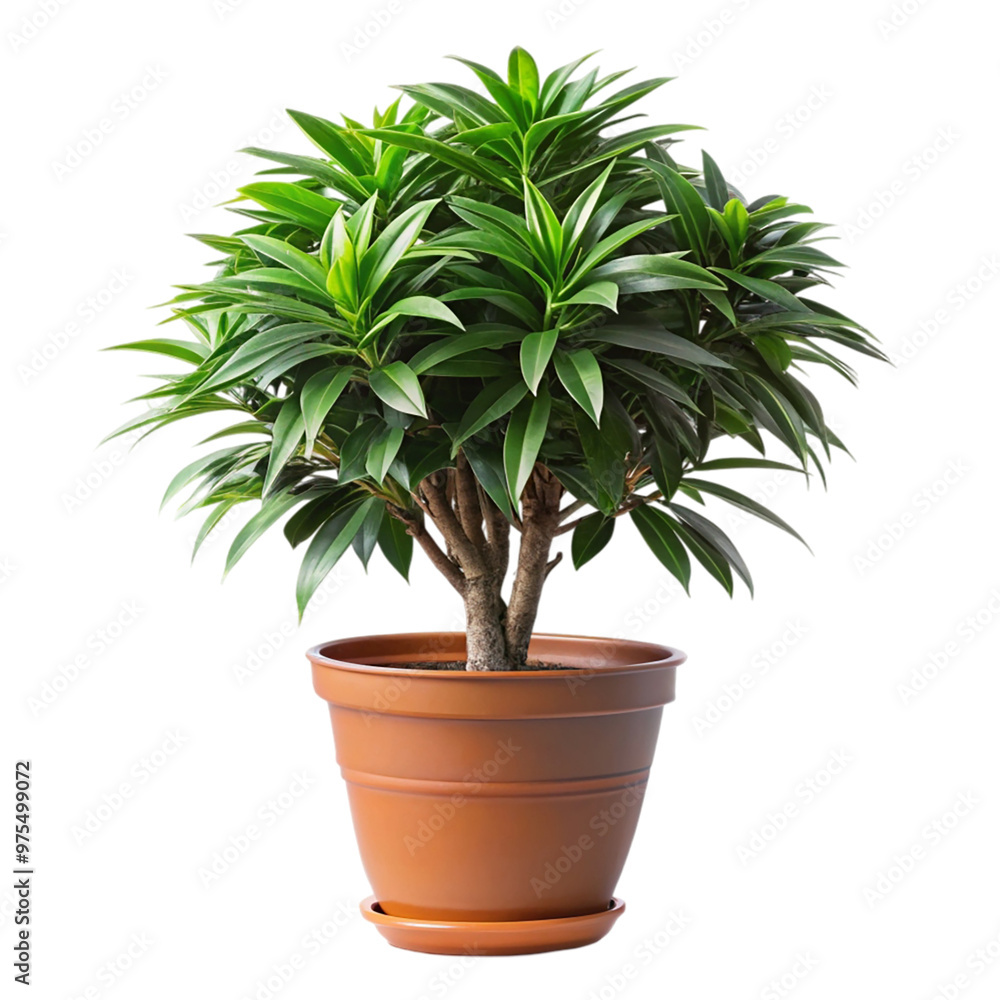 Plant isolated with clipping path isolated on transparent background Plant isolated with clipping path isolated on transparent background