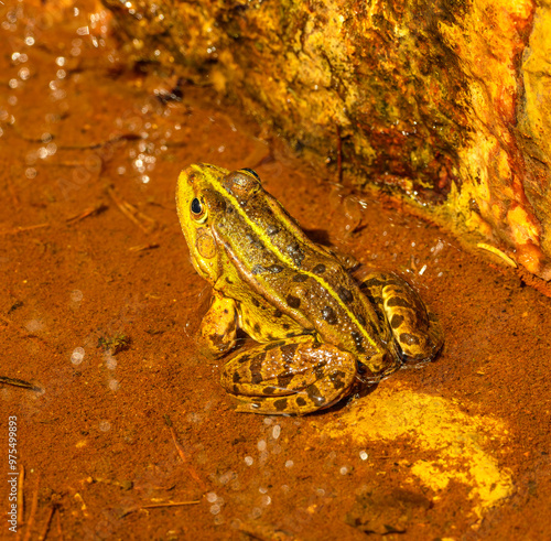 The edible frog (Pelophylax esculentus) in shallow water photo