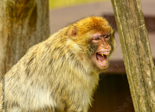 barbary macaque (Macaca sylvanus) yelling