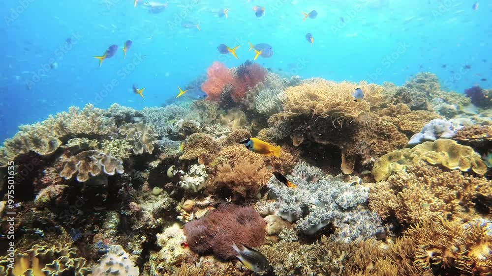 Ocean, water and school of fish in coral reef or deep blue sea of Raja Ampat, Indonesia or swimming underwater. Group or shoal of fishes or creatures living in natural habitat or environment undersea
