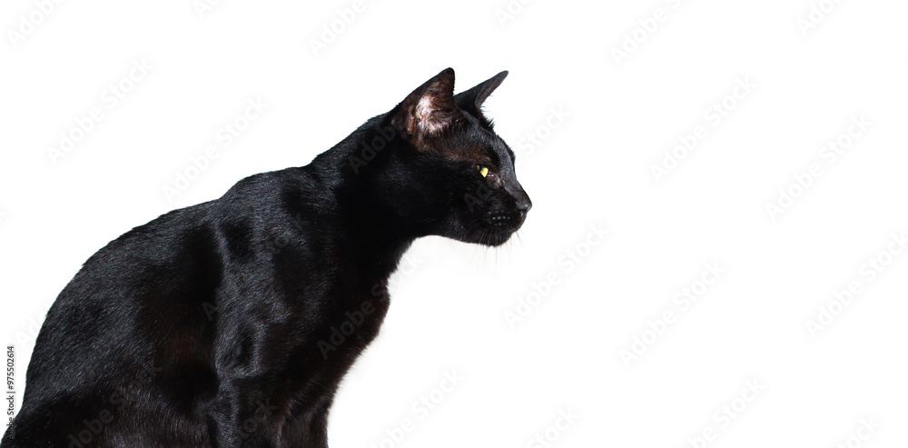 Fototapeta premium Close up The Black cat looking to the forward, side view shot, blank empty space for copy, isolated on white background.