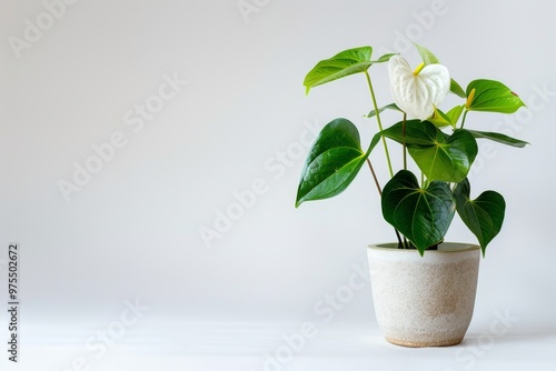 Anthurium (tailflower, flamingo flower, laceleaf) in Flowerpot Closeup, Anthurium Macro House Plant