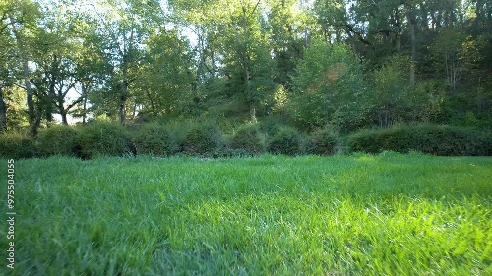Slow motion low dolly shot over grass revealing a wooded area Slow motion low dolly shot over grass revealing a wooded area