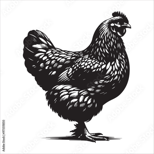 Chicken silhouette Clipart - Hen Vector illustration in black and white