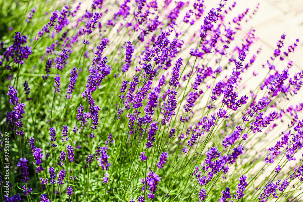 Obraz premium Purple lavender bushes close up
