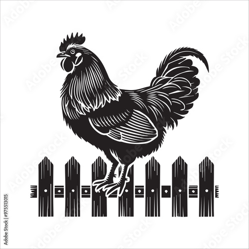 Chicken silhouette Clipart - An Ameraucana chicken visible Vector illustration in black and white