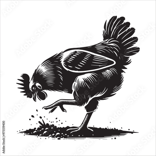 Hen silhouette Clipart - Rhode Island Red Chicken Vector illustration in black and white
