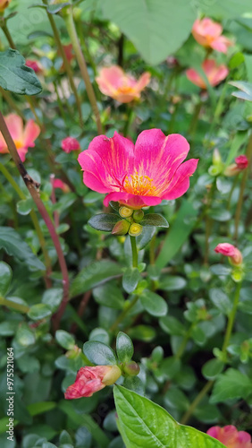 pink flower in the garden, Portulaca oleracea pink color.