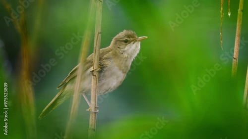 Marsh warbler (Acrocephalus palustris) singing in the reeds