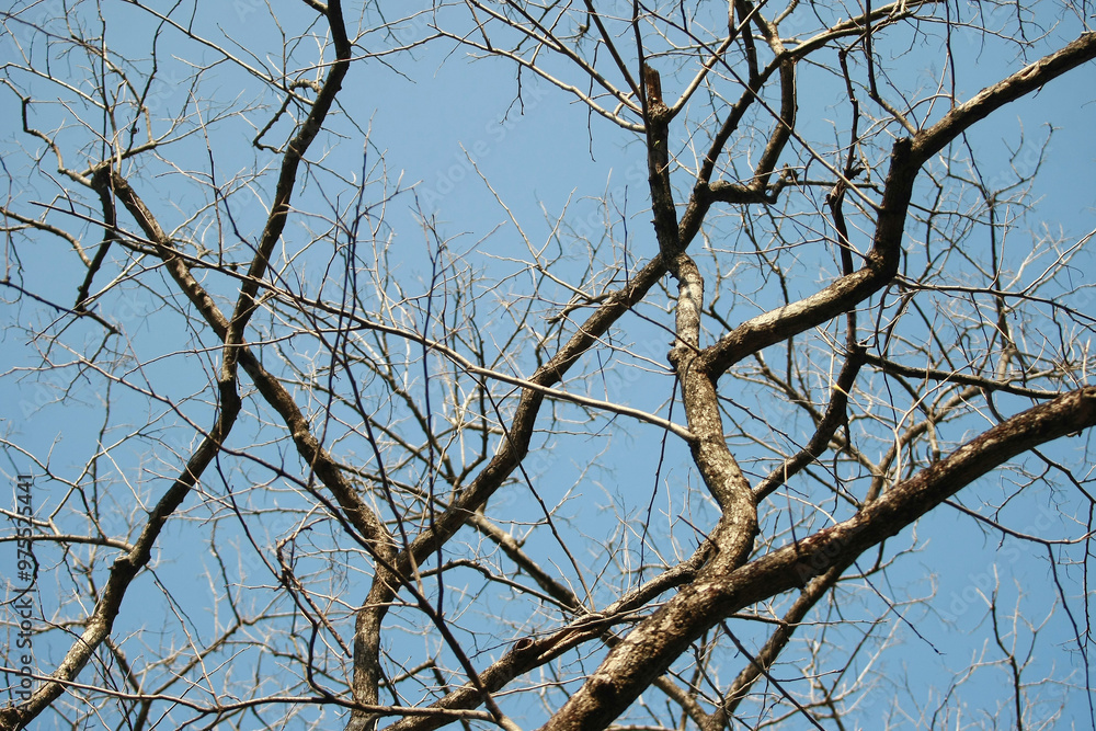 Dry branch on blue sky background Dry branch on blue sky background