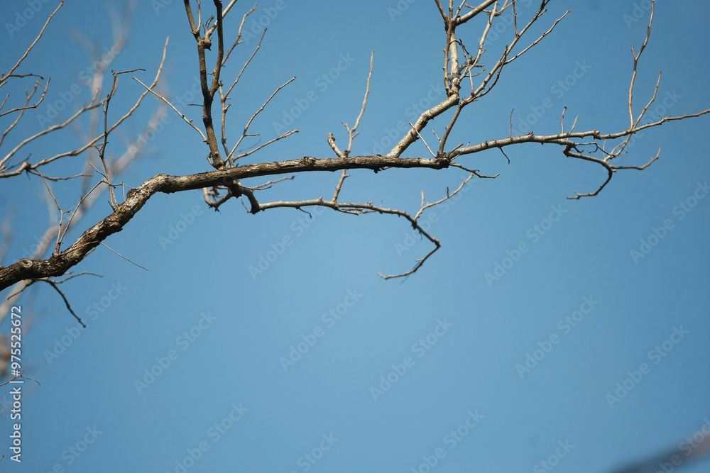 Dry branch on blue sky background Dry branch on blue sky background