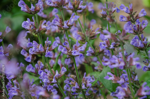 Foto Purple sage flowers in the garden. Salvia officinalis.