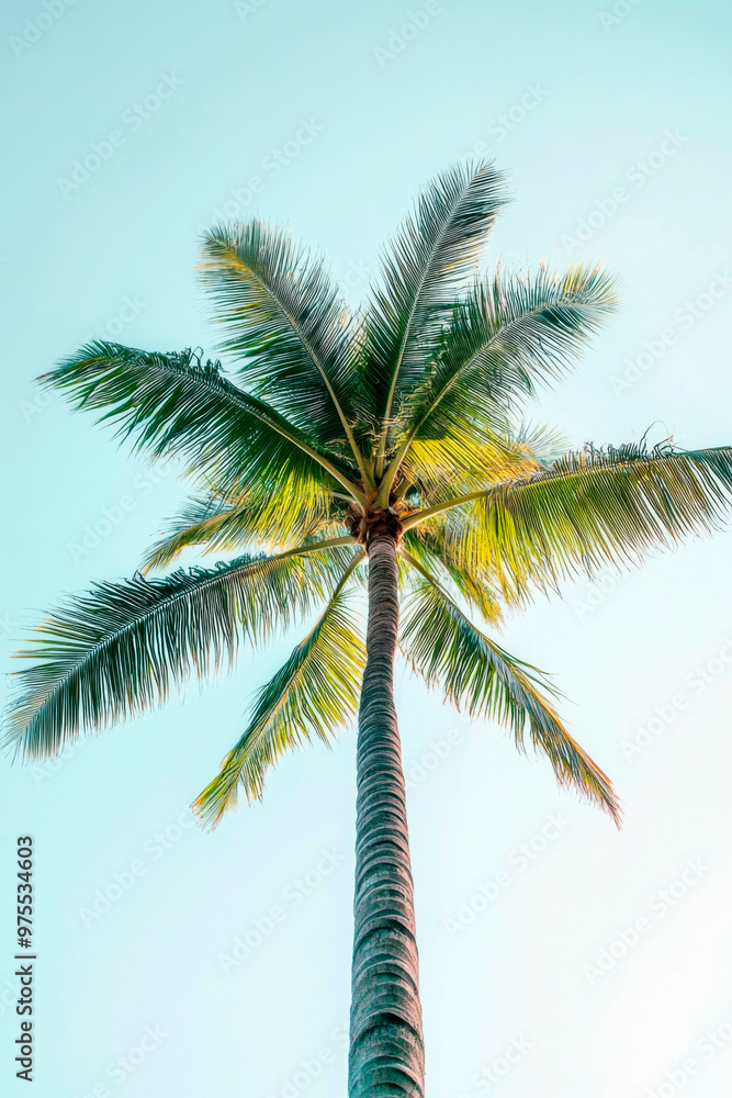 Fototapeta premium Palme Himmel