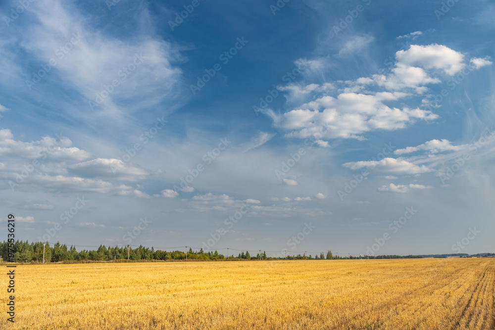 A field of golden wheat with a clear blue sky above A field of golden wheat with a clear blue sky above