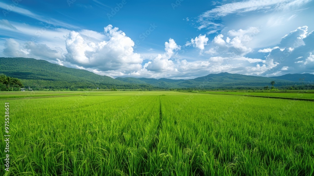 Obraz premium The stunning green rice field under the blue sky