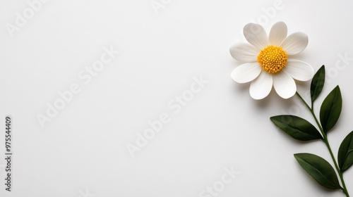 A beautiful white flower with a yellow center rests elegantly against a clean, white background, perfect for minimalistic designs.