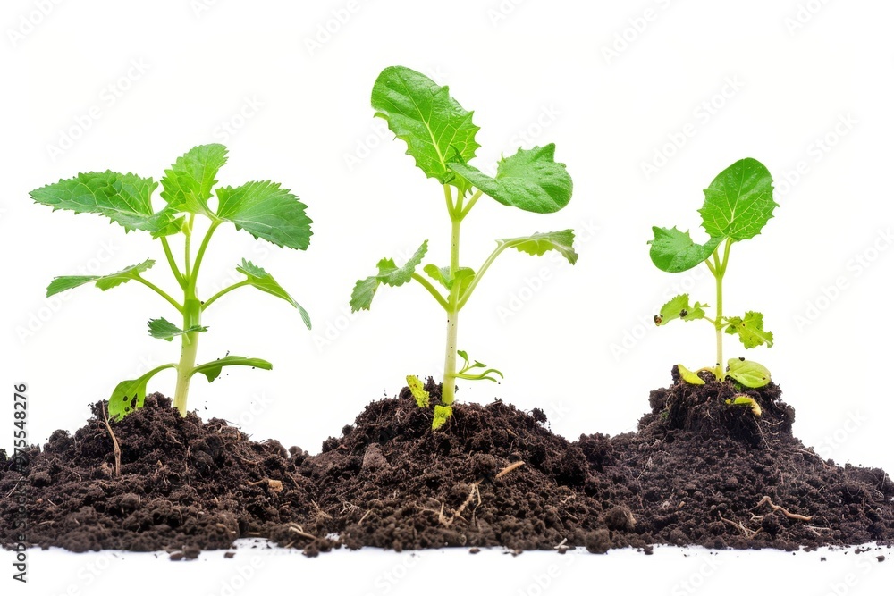 Young sprouts isolated, new plant side view, young green seedling in black earth pile closeup isolated Young sprouts isolated, new plant side view, young green seedling in black earth pile closeup isolated