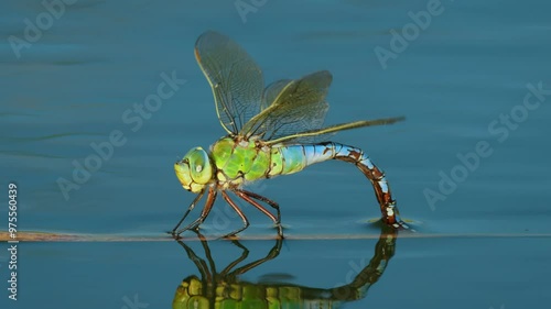 Emperor dragonfly (Anax imperator) laying eggs