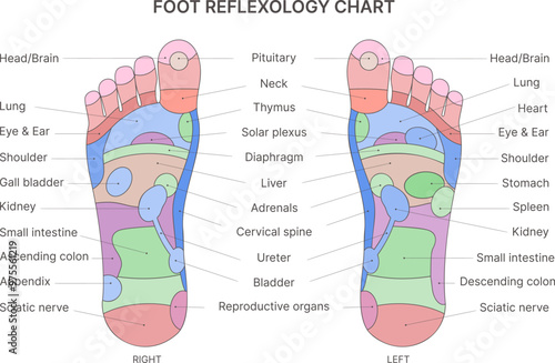 Foot  reflexology chart with description of the corresponding internal and body parts. Vector illustration