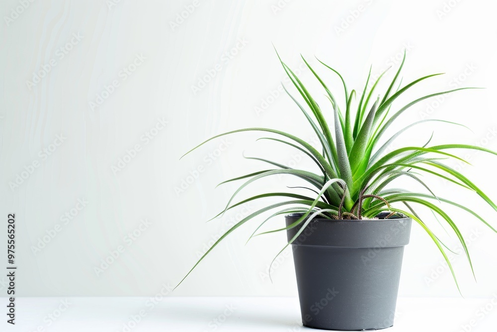 Obraz premium Air plant (Tillandsia) in Flowerpot Closeup, Air plant (Tillandsia) Macro House Plant in Flowerpot