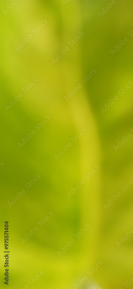 Green background of plant leaves Green background of plant leaves