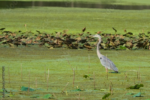 Great blue heron standing in a lush green wetland area with lily pads. Dover, Tennessee photo