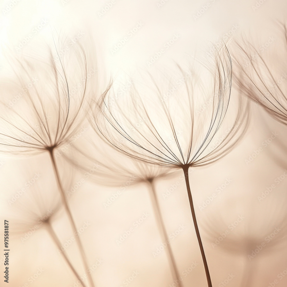 Obraz premium Zarte Blumenstiele