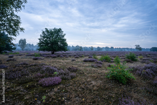 Blühende Heidelandschaft im Biosphärenreservat Oberlausitzer Heide- und Teichlandschaft 16