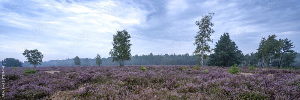 Blühende Heidelandschaft im Biosphärenreservat Oberlausitzer Heide- und Teichlandschaft 12 Blühende Heidelandschaft im Biosphärenreservat Oberlausitzer Heide- und Teichlandschaft 12