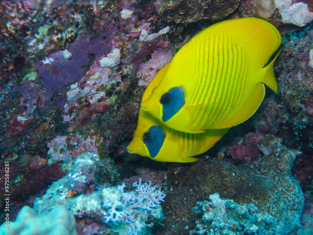 Pair of marine fish Bluecheek butterflyfish (Chaetodon semilarvatus), Red Sea. Pair of marine fish Bluecheek butterflyfish (Chaetodon semilarvatus), Red Sea.