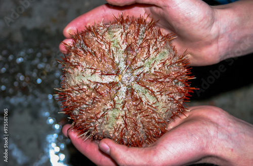 Sea urchin from the Red Sea, Egypt photo